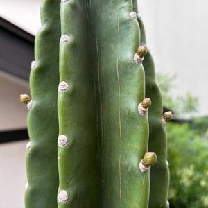 テラスの画像
