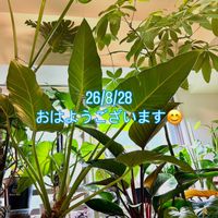 アンスリウム,パキラ,モンステラ,フィロデンドロン,モンステラ デリシオーサの画像