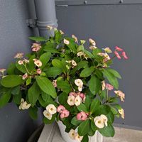 花キリン,ユーフォルビアの画像