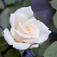 アイスバーグ,ノヴァーリス,ベランダガーデン,薔薇♪,花のある暮らしの画像