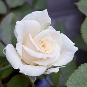 アイスバーグ,ノヴァーリス,ベランダガーデン,薔薇♪,花のある暮らしの画像