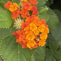 ランタナ,季節の花を楽しむの画像