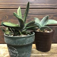 神刀,多肉植物,鉢植え,クラッスラ属,ガステリアの画像