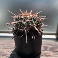 綾波剣峯,多肉植物,サボテン科,ベランダー,ホマロケファラ属の画像
