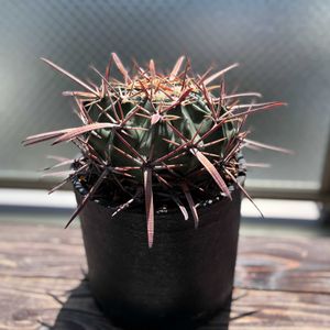 綾波剣峯,多肉植物,サボテン科,ベランダー,ホマロケファラ属の画像