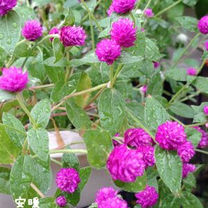 千日紅ちなつ,夏の花,種まき,花のある暮らし,お花を楽しむの画像