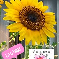 ヒマワリ,向日葵,黄色い花,夏の花,種蒔きからの栽培の画像