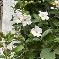 サンパラソル,クライミングサンパラソル,花のある暮らし,花好きさんと繋がりたい,サントリー フラワーズの画像
