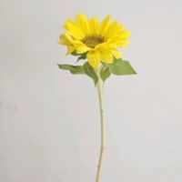 ヒマワリ,向日葵,ひまわり,ひまわり　ビンセントクリアレモン,一人一花の画像