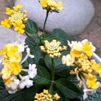 ランタナ,キュンキュン乙女倶楽部,GSの繋がりに感謝♡,金曜日の蕾たち,しあわせ運べるようにの画像