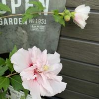 ムクゲ,千代田の松,ラウリンゼ,多肉植物,八重咲きの画像