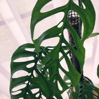 マドカズラ,モスポール,モンステラ　エスケレート,観葉植物,インドアグリーンの画像
