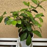 ガジュマル,今朝の一枚の画像