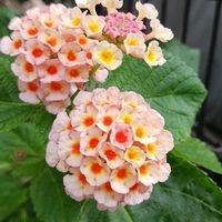 ランタナの画像