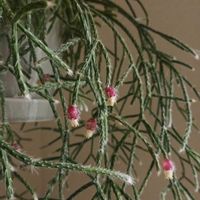 サボテン,リプサリス,リプサリス ピロカルパ,リプサリス　フロストシュガー,多肉植物の画像