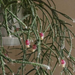 サボテン,リプサリス,リプサリス ピロカルパ,リプサリス　フロストシュガー,多肉植物の画像