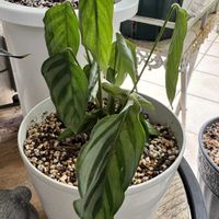 カラテア,カラテア,カラテア フレディの画像