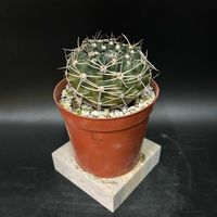 サボテン,観葉植物,塊根植物,コーデックス,珍奇植物の画像