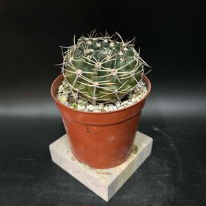 サボテン,観葉植物,塊根植物,コーデックス,珍奇植物の画像