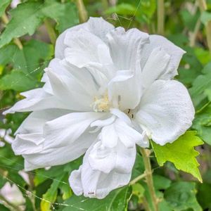 ムクゲ,華やか,綺麗,スマホ撮影,お写んぽの画像