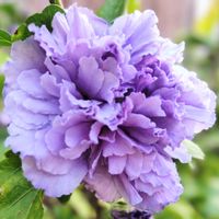 木槿（むくげ）,散歩道,癒し,今日のお花,ムクゲ「紫玉」の画像