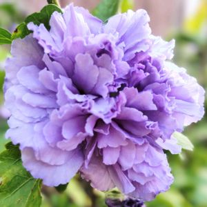 木槿（むくげ）,散歩道,癒し,今日のお花,ムクゲ「紫玉」の画像