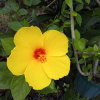 ハイビスカス,花のある暮らし,お花大好き♡,庭の画像