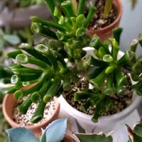 ゴーラム,多肉植物,ゴーラム宇宙の木の画像