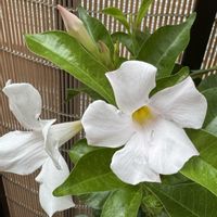 サンパラソル,花のある暮らし,癒しの空間,金曜日の蕾たちの画像