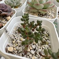 玉葉,多肉植物,多肉棚,多肉植物の夏越し,庭の画像