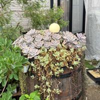 ルビーネックレス,ベビーサンローズ,朧月,多肉植物,ガーデニングの画像