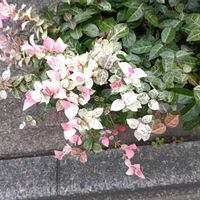 ハツユキカズラの画像