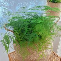アスパラガス・プルモーサス・ナナス,アスパラガス,アスプレニウム,観葉植物,カゴの画像