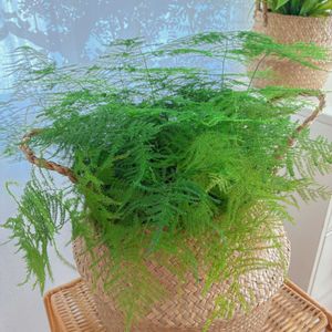 アスパラガス・プルモーサス・ナナス,アスパラガス,アスプレニウム,観葉植物,カゴの画像
