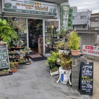 多肉植物,ウラボシ科,ビカクシダ属,食中植物,塊根の画像