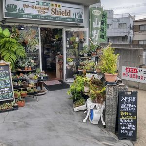 多肉植物,ウラボシ科,ビカクシダ属,食中植物,塊根の画像