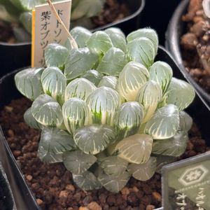 ドドソン紫オブツーサ錦,多肉植物,鉢植え,多肉大好き,植物だいすきの画像