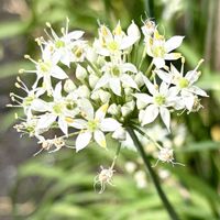 ニラ,白い花,ヒガンバナ科,さんぽ,中国原産の画像