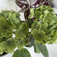 アジサイ,緑のある暮らし,緑の花,おうち時間,緑・みどり・グリーンの画像