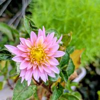 コキア,ダリア,平和を願う☆,小さな庭の画像