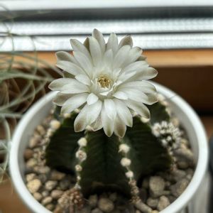 サボテン,ギムノカリキウム,牡丹玉,牡丹玉,多肉植物の画像