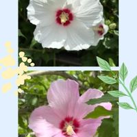 ムクゲ,ムクゲ,絞り咲き朝顔,絞り咲き朝顔,原坊の朝顔の画像