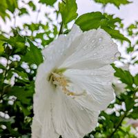 ムクゲ,木槿(ムクゲ),山野草,いつもありがとう♡,今日のお花の画像