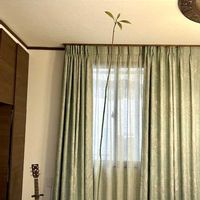 アボカド,アボカド,水耕栽培の画像