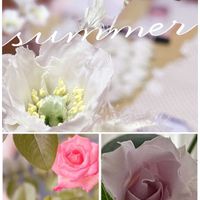 ムクゲ,ムクゲ,アオイ科,庭の画像