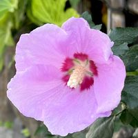 ムクゲ,お出かけ先で,通りすがりにの画像