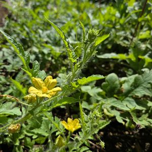 スイカ,甘小丸スイカ,地植え,家庭菜園の画像