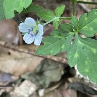 ススキ,ゲンノショウコ,ゲンノショウコ,素敵な出会い,季節を楽しむの画像