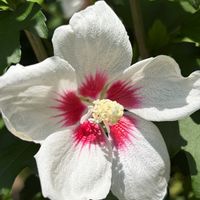 ムクゲ,ムクゲ,木槿(ムクゲ),木槿(ムクゲ),iPhone17の画像