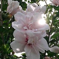 ムクゲ,綺麗,素敵な花,今日のお花,可愛い花びらの画像
